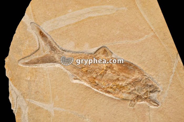 Poisson fossile - gryphea.com